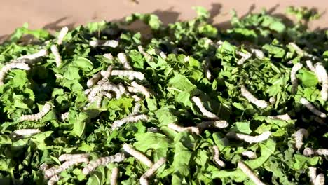 silkworms consuming leaves in khao yai, thailand