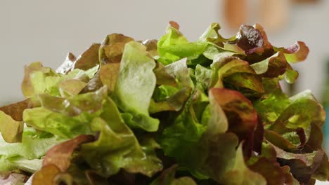 fresh salad green lettuce leaves on white background close up macro, vegan food.