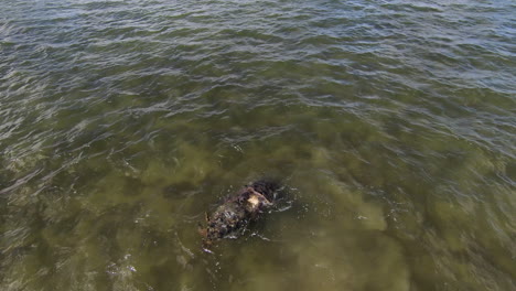 sea turtles attempting to drown each other in pacific ocean, slow motion fpv shot over clear water in kaneohe bay