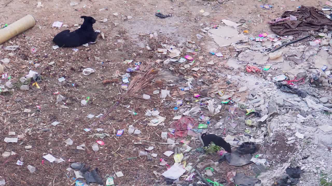 Young puppy dog walking searching through pile of plastic garbage waste, other dog laying in trash