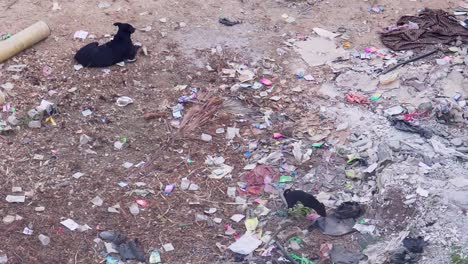 perro cachorro joven caminando buscando a través de una pila de residuos de plástico, otro perro acostado en la basura