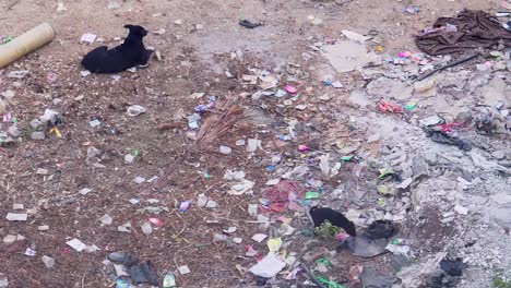 young puppy dog walking searching through pile of plastic garbage waste, other dog laying in trash