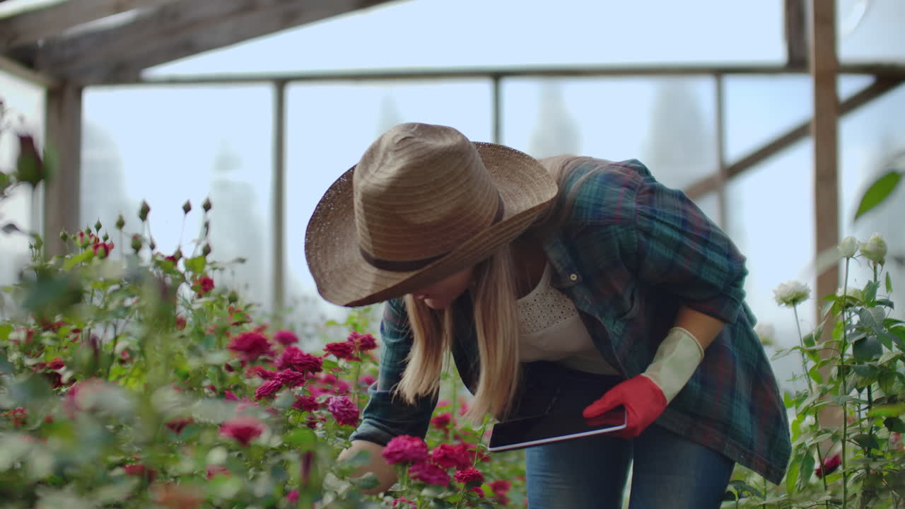 hermosa mujer florista camina a través del invernadero con una tableta de computadora comprueba las rosas cultivadas mantiene el seguimiento de la cosecha y comprueba la flor para clientes de negocios