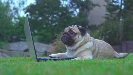 cute dog pug breed lying on green grass in park smile looking on computer laptop screen working and typing with computer laptop feeling happiness and comfortable,dog and business concept