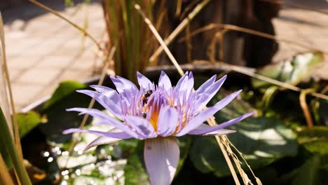 bee interacts with lotus at wat pho temple