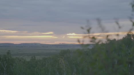 sunset through plants