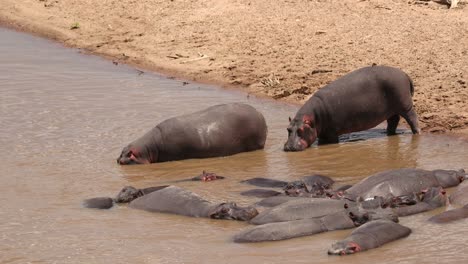 hippos in muddy water in masai mara, kenya - slow motion