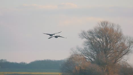 Majestic-slow-motion-flight-of-Canadian-Geese-breeding-pair-against-soft-orange-coloured-cloud-formation