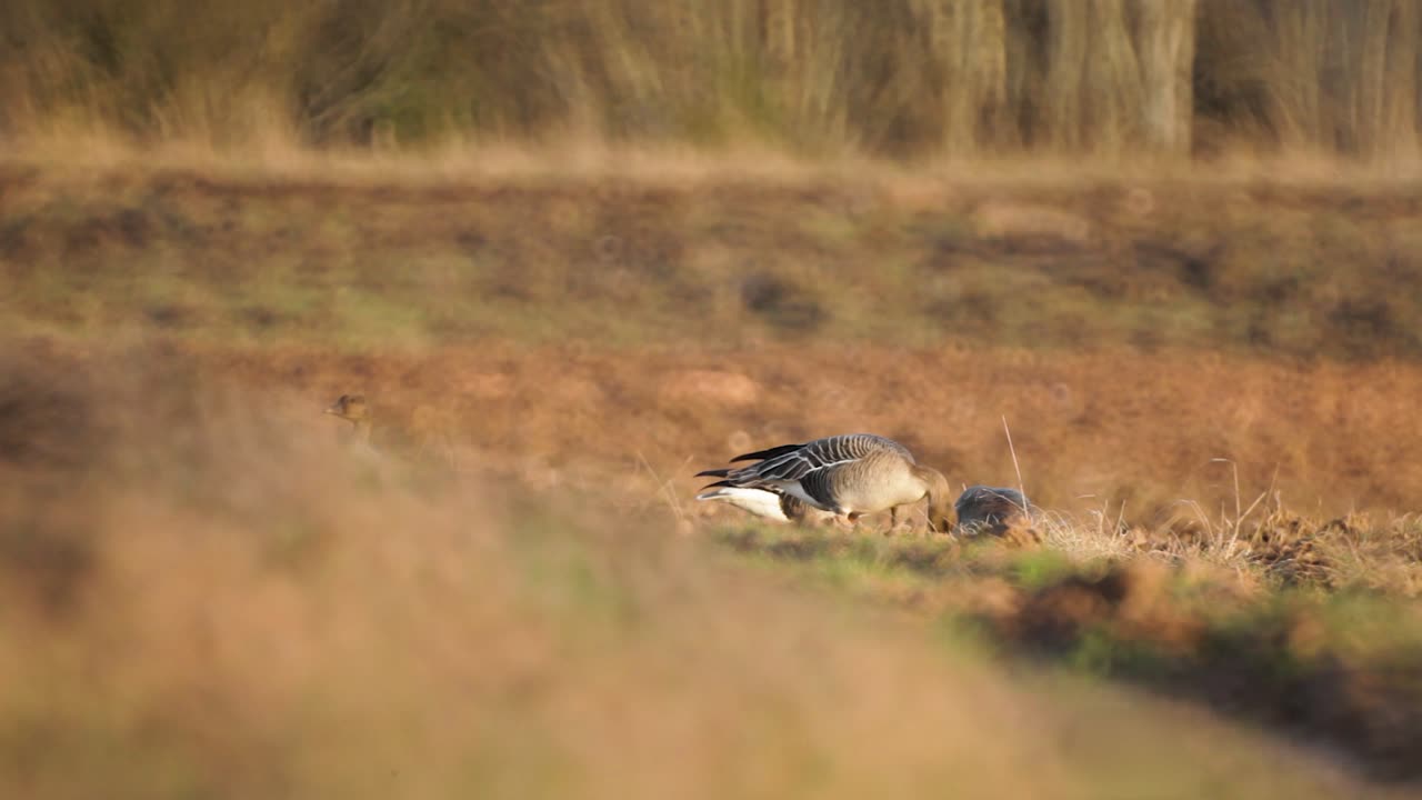 Oca granaiola in riproduzione nel campo, Nord Europa