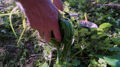lavar los platos con hierba y agua después de acampar en la naturaleza