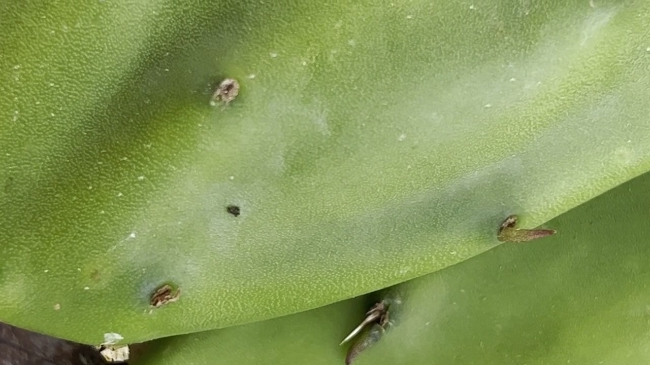 Primo piano della pelle di un cactus verde che mostra spine e texture sottili sulla superficie