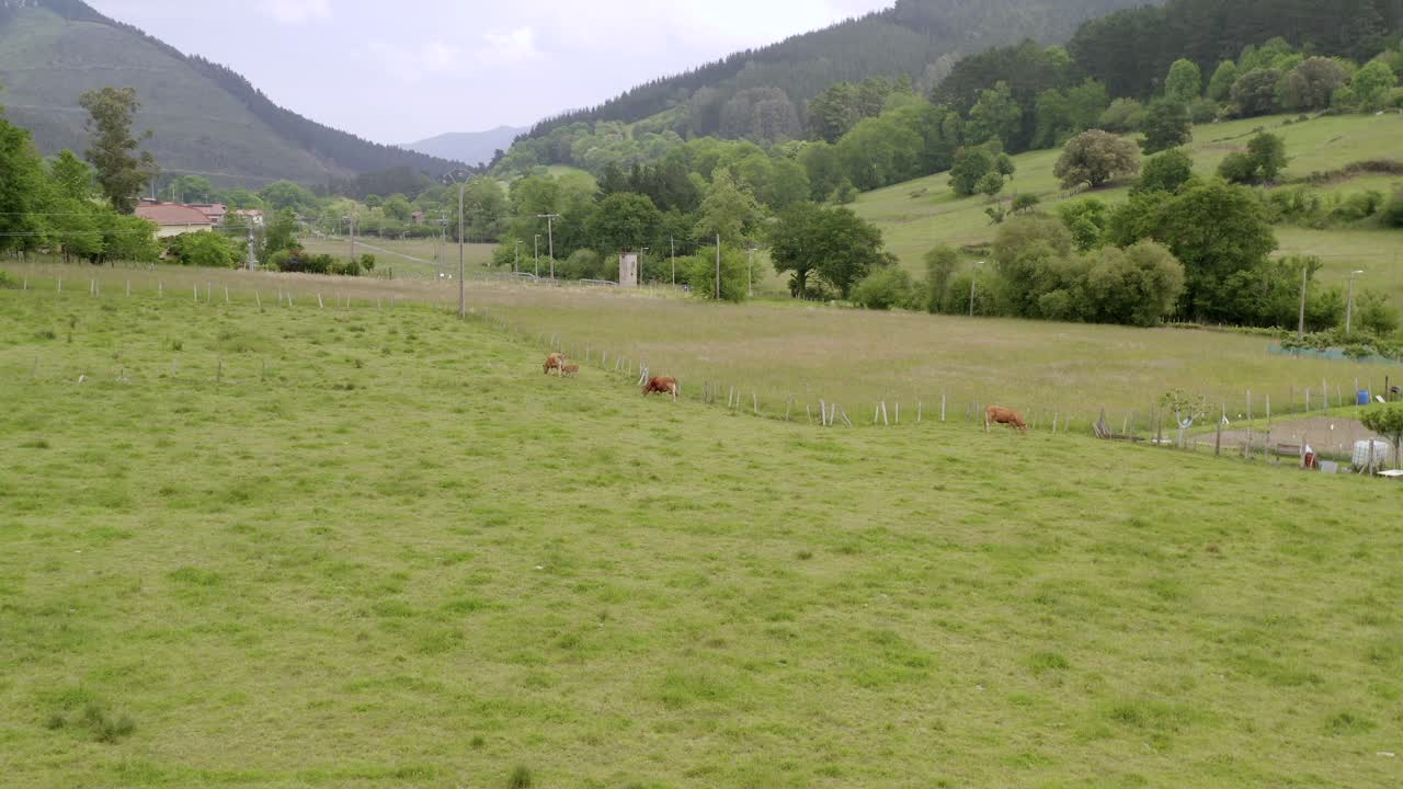 vista aérea de un rebaño de vacas pastando en un paisaje de prado verde, entorno rural