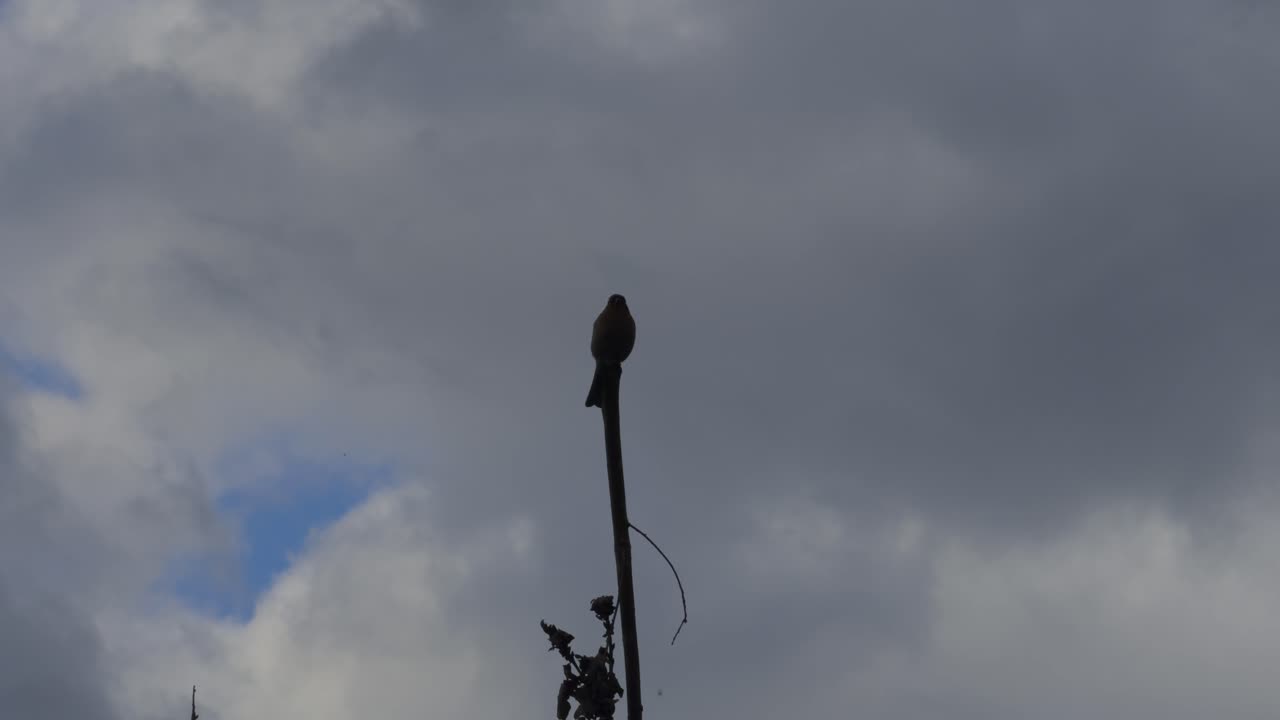 Beautiful Black Bird Standing At The Top Of A Wooden Pole On A Cloudy Day