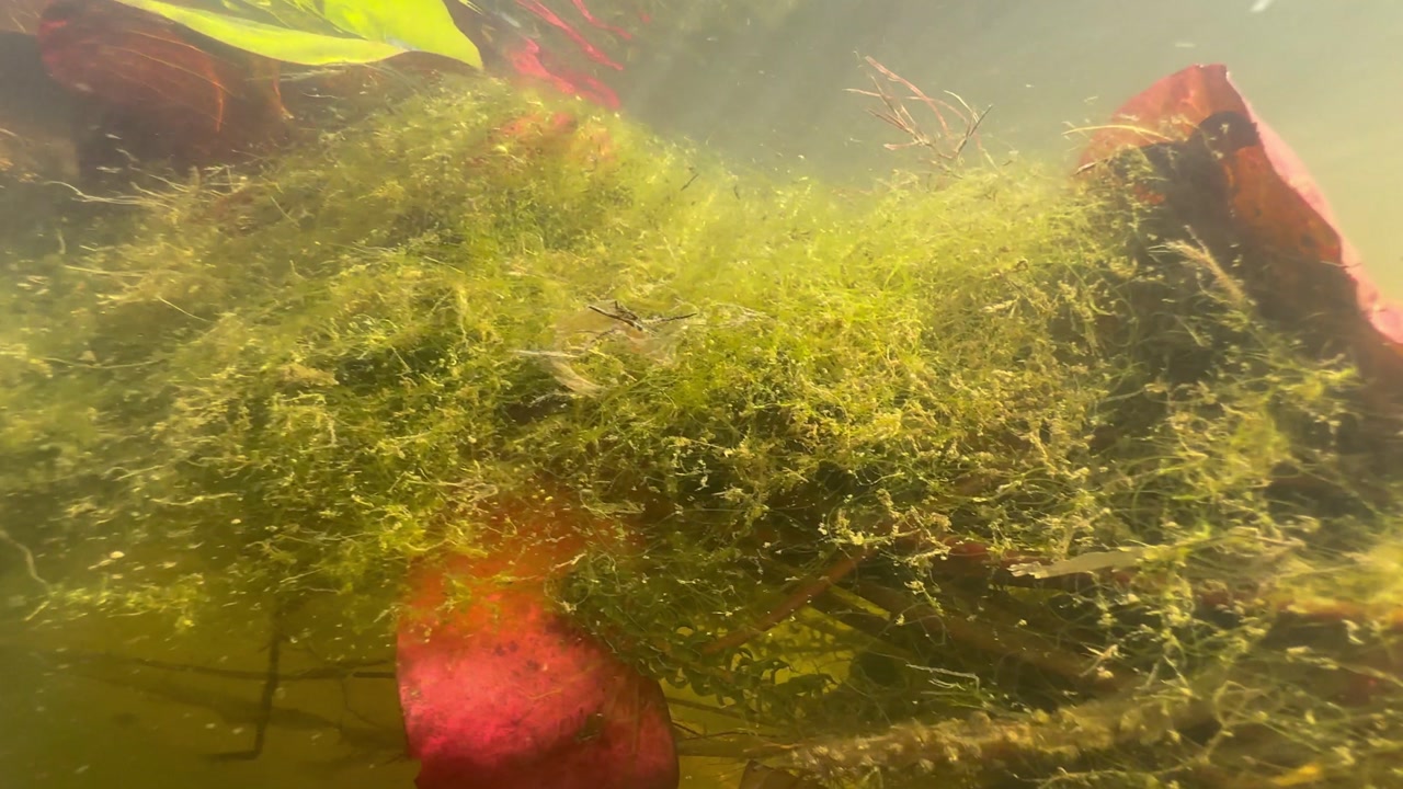 Diving into the waters of the Okavango River, Botswana.