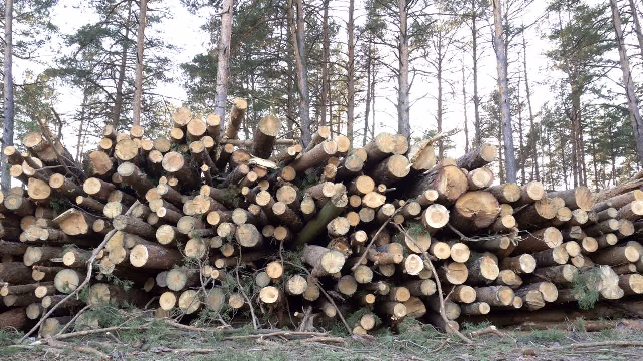 일몰을 배경으로 숲 속의 큰 나무 어리, 수출, 산업을 위해 목재를 수확하는