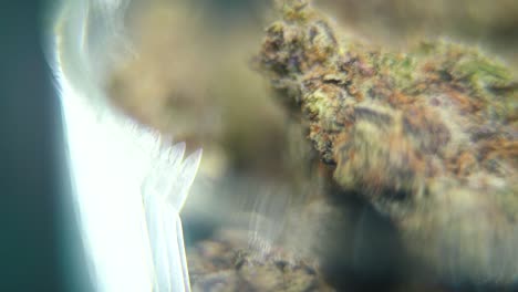 Macro-rotating-video-of-a-cannabis-plant,-hybrid-strains,-sativa-in-a-clear-glass,-purple-haze,-marijuana-flower,-slow-motion-120-fps,-studio-lighting,-magical-glow,-smooth-tilt-up-movement