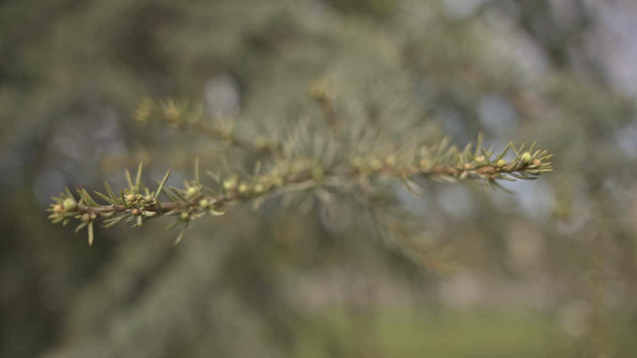 Alberi e foglie che si muovono con tempo nuvoloso, al rallentatore