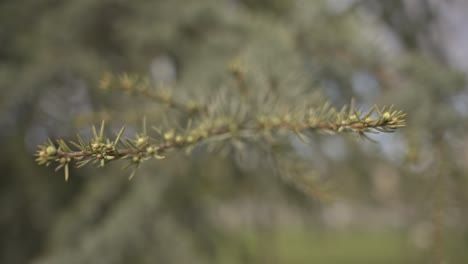 Trees-and-leaves-moving-in-cloudy-weather,-slow-motion