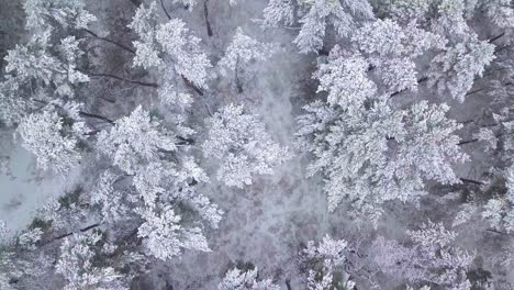 雪覆蓋的樹木, 輕微的降雪, 北歐森林松樹林, 波羅的海海岸, 鳥眼無人機拍攝向前移動