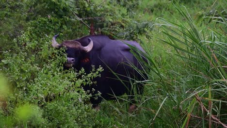 Gaur,-Jefe-Gaurus,-Parque-Nacional-Kui-Buri,-Tailandia