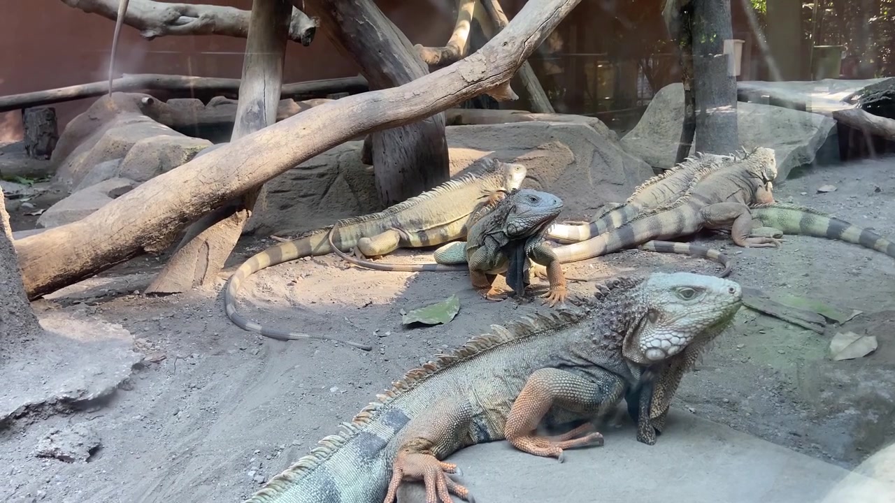 Gruppo di iguane verdi a riposo in un recinto dello zoo