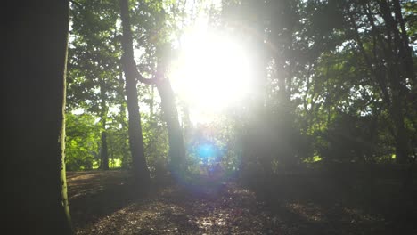 toma panorámica en cámara lenta de un sol matutino brillante que brilla a través de árboles y follaje en un bosque