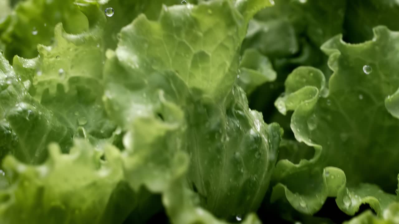 lechuga fresca en gotas de agua. filmado con una cámara súper lenta de 1000 fps.