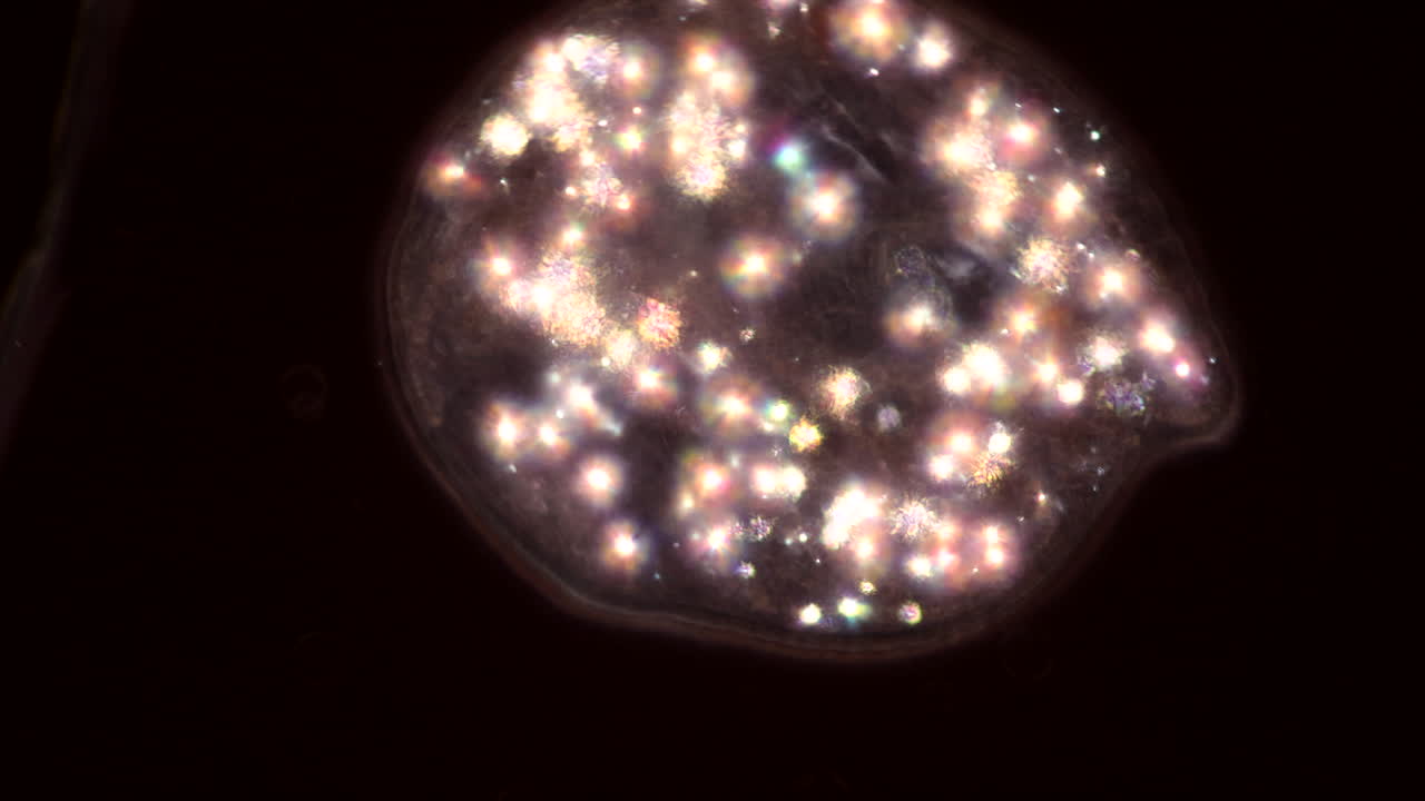 Microscopic View of a Single-Celled Organism with Bright Internal Structures