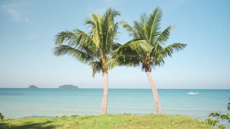 4k static shot of two young coconut palm trees with tropical blue ocean and islands in the distance