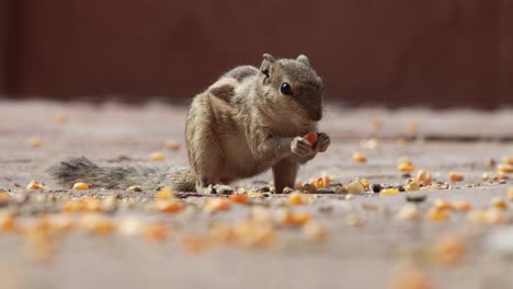 la ardilla de palma india o la ardilla de palma de tres rayas (funambulus palmarum) es una especie de roedor de la familia sciuridae que se encuentra naturalmente en la india (sur de las vindhyas) y sri lanka.
