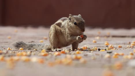 indian palm squirrel or three-striped palm squirrel (funambulus palmarum) is a species of rodent in the family sciuridae found naturally in india (south of the vindhyas) and sri lanka.