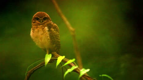 un pequeño búho con manchas marrones mira fijamente a la cámara mientras está posado en la rama de un árbol - gira la cabeza