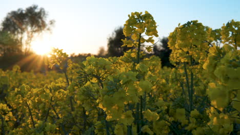 Blühendes-Rapsfeld-Nahaufnahme-Bei-Sonnenuntergang