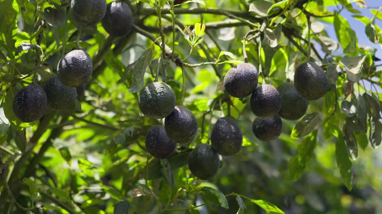 disparo estático de aguacates en un árbol