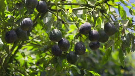 STATIC-SHOT-OF-AVOCADOS-ON-A-TREE