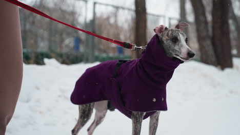 dog owner walking whippet wearing purple coat on snowy path during winter day, red leash pulled gently, pet alert and focused, background features snow-covered ground, trees, soft falling snow