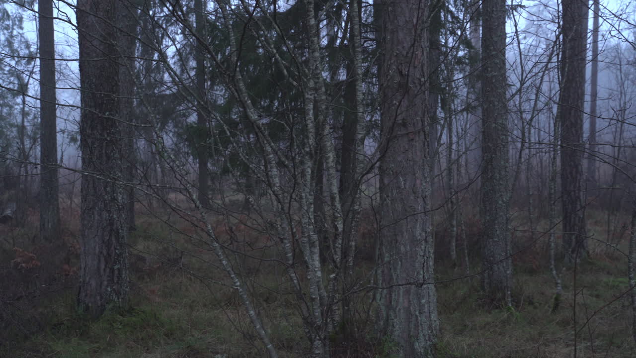 Foggy morning at mystical forest. Mixed Forest. Panorama to right.