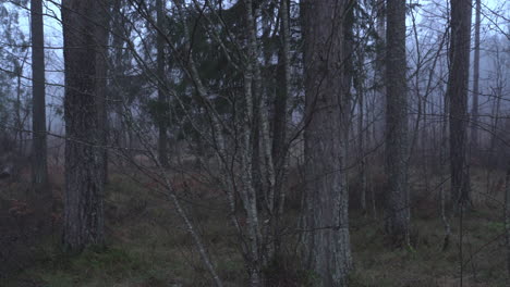 foggy morning at mystical forest. mixed forest. panorama to right.