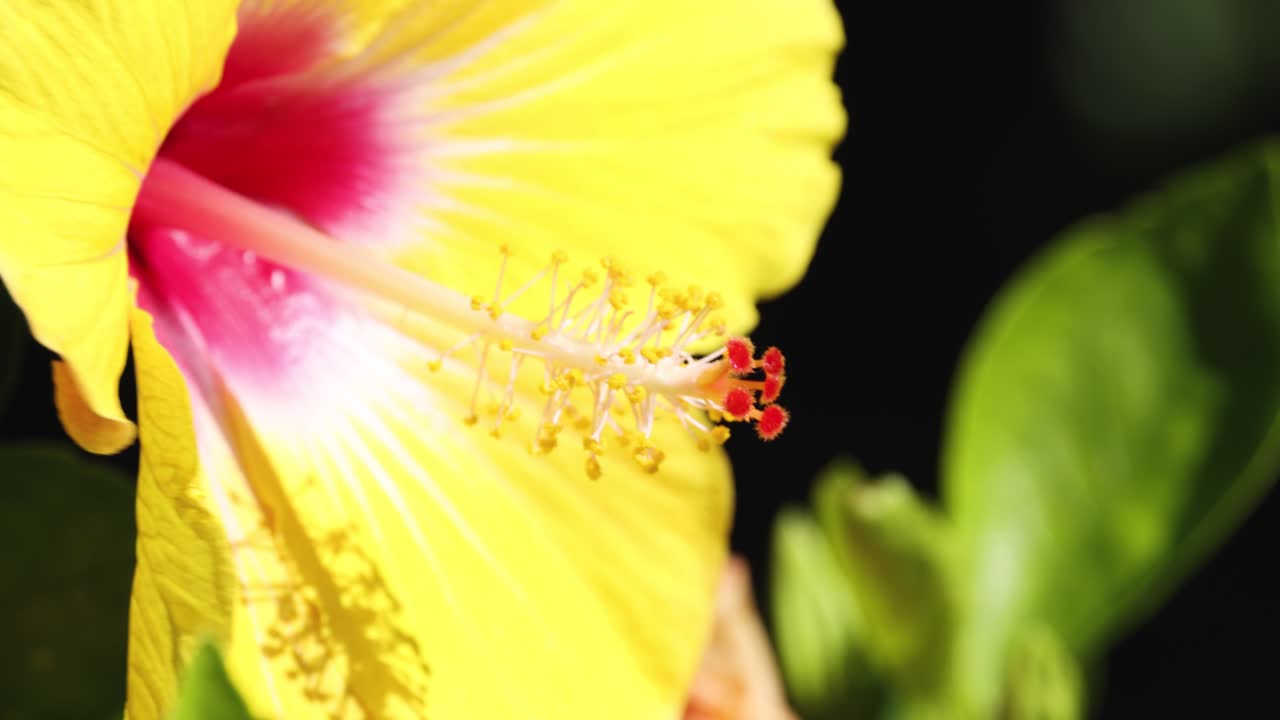 Primo piano di un ibisco giallo vivace