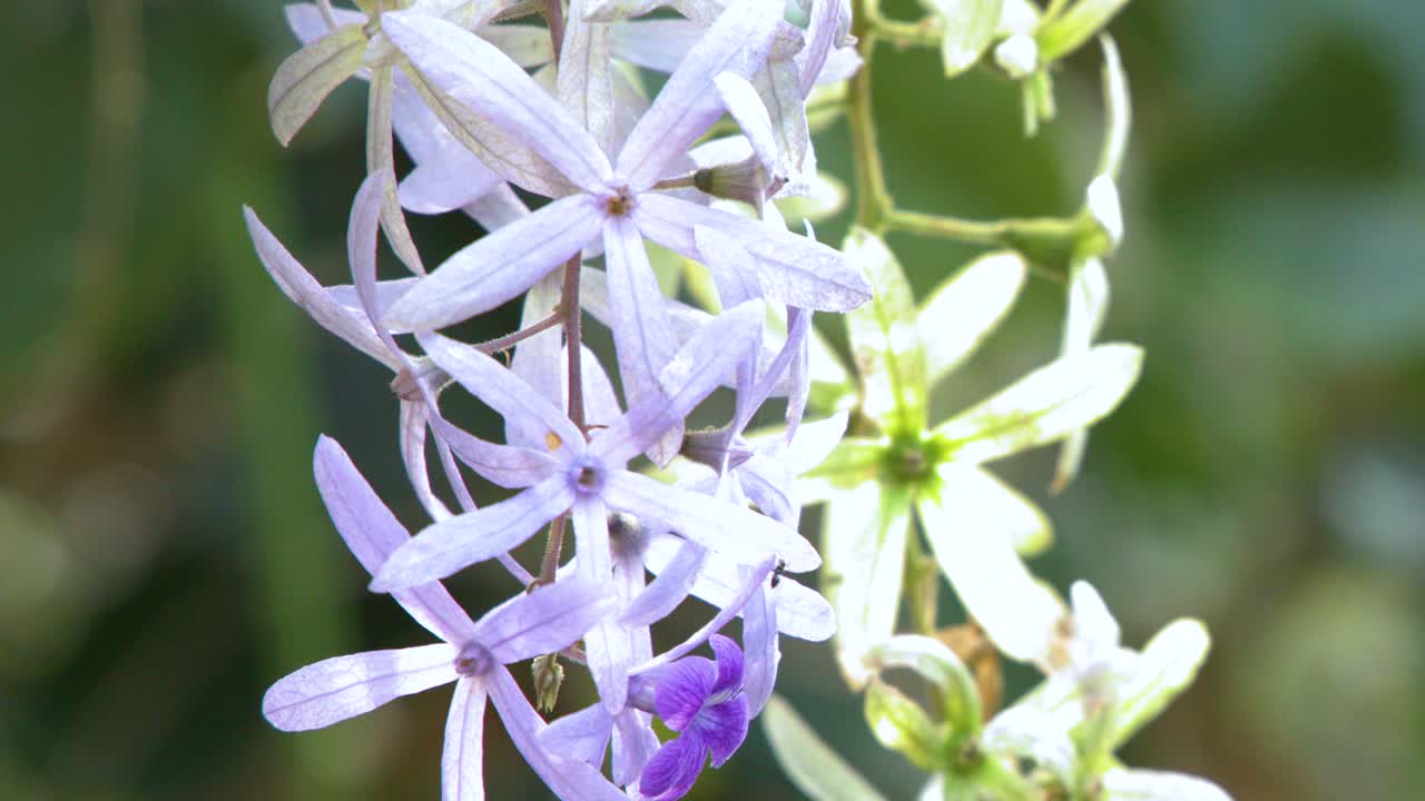 Primo piano di fiori di vite a ghirlanda viola che ondeggiano delicatamente alla luce naturale del giorno all'aperto.