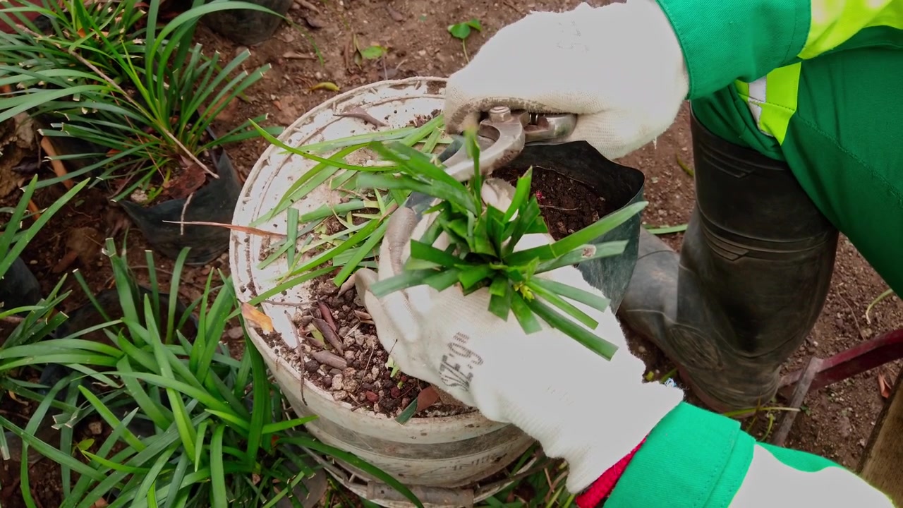 Close up of gloved gardener pruning an ornamental plant with hand pruners during routine maintenance, promoting healthy growth in an outdoor nursery