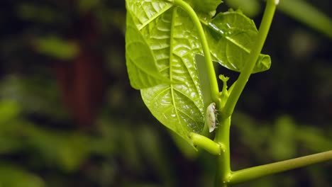 Spittlebug-secreting-bubble-foam-making-a-self-defense-mechanism-to-protect-it-from-predators