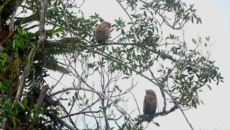 a mother bird on a lower branch looking around while the fledgling above preens and balances against the wind, buffy fish owl ketupa ketupu, khao yai national park, thailand