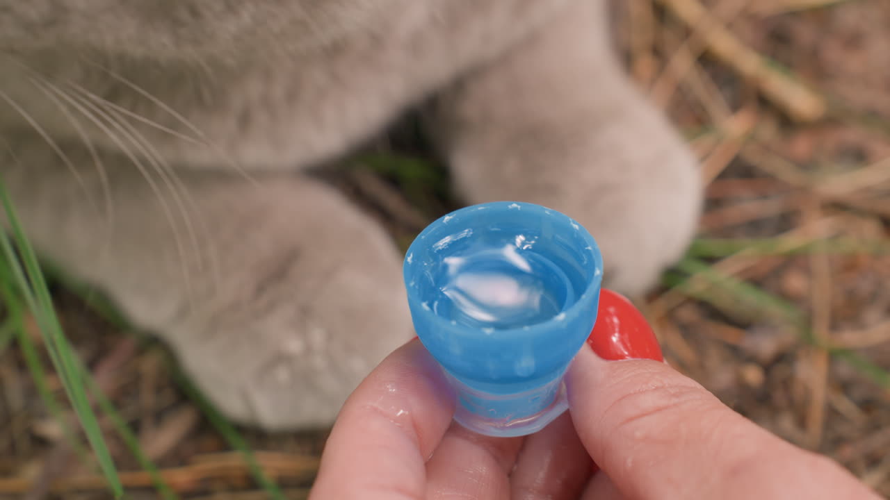 Cat Drinking Outdoors, Woman Offers Water To Cat, Playful Cat Enjoys Water In Sunlight, Closeup Of Cat Lapping Water In Grassy Field, Woman Feeds Playful