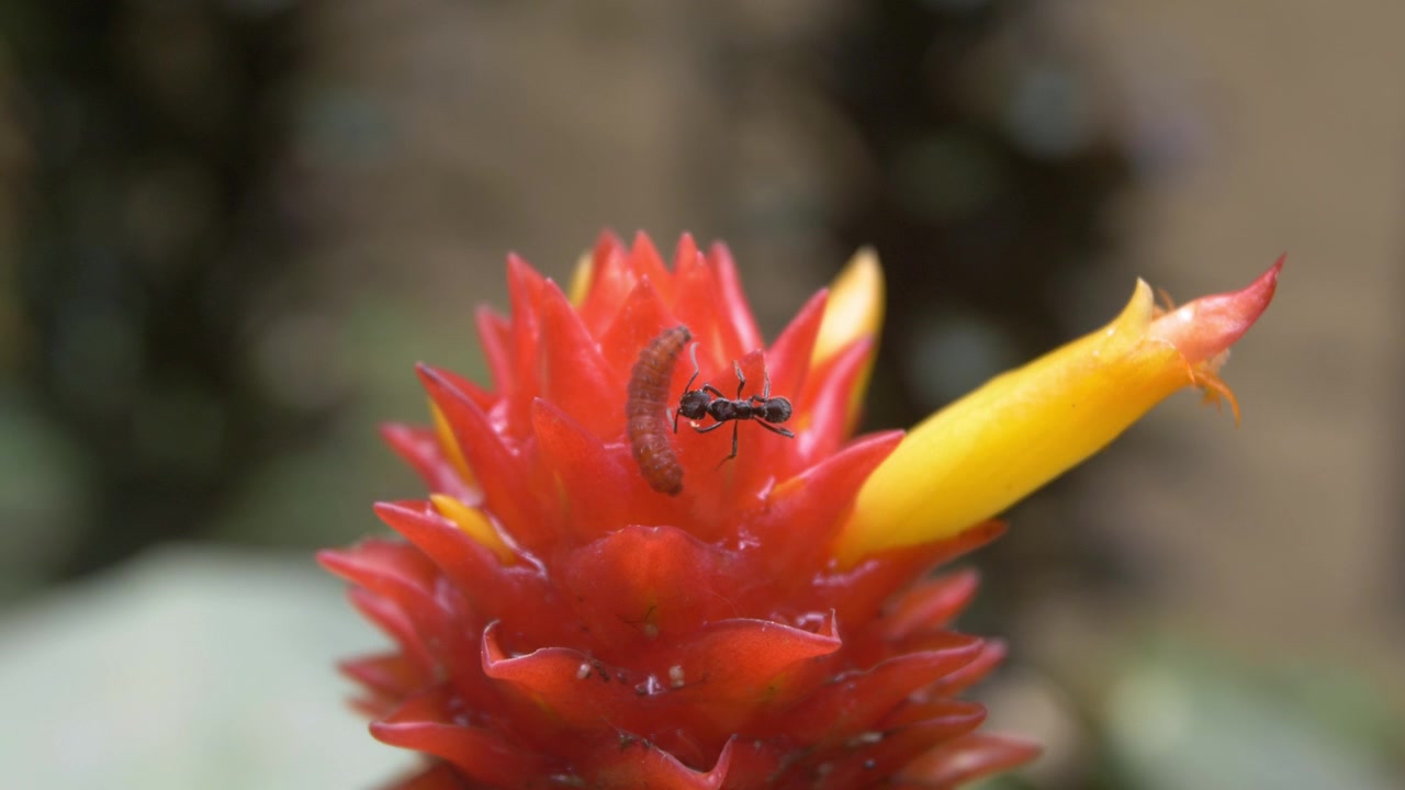 Formica e verme su un fiore tropicale