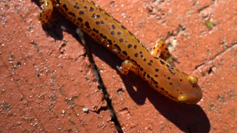 Extreme-Nahaufnahme-Der-Oberseite-Des-Kopfes-Des-Langschwanzsalamanders