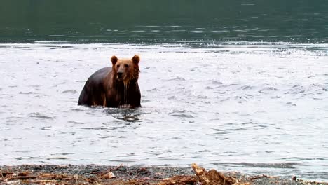 los osos kodiak (ursus arctos middendorffi) pasan el rato cerca de un río nwr alaska 2007