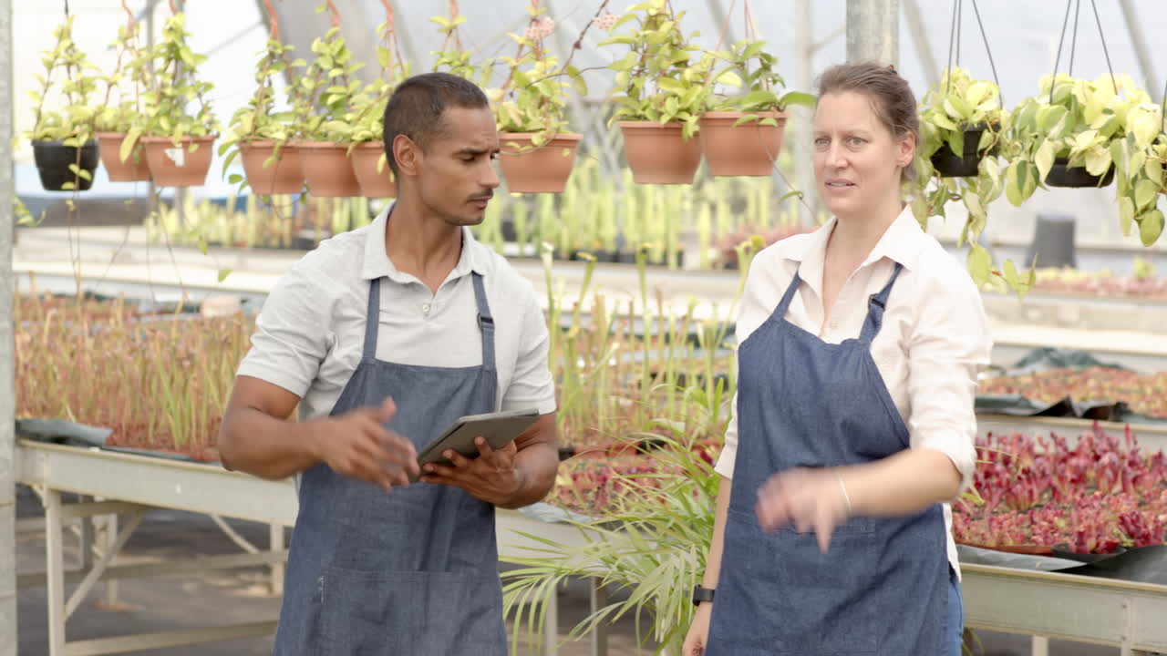 Two diverse gardeners discussing plant arrangement in greenhouse, using digital tablet