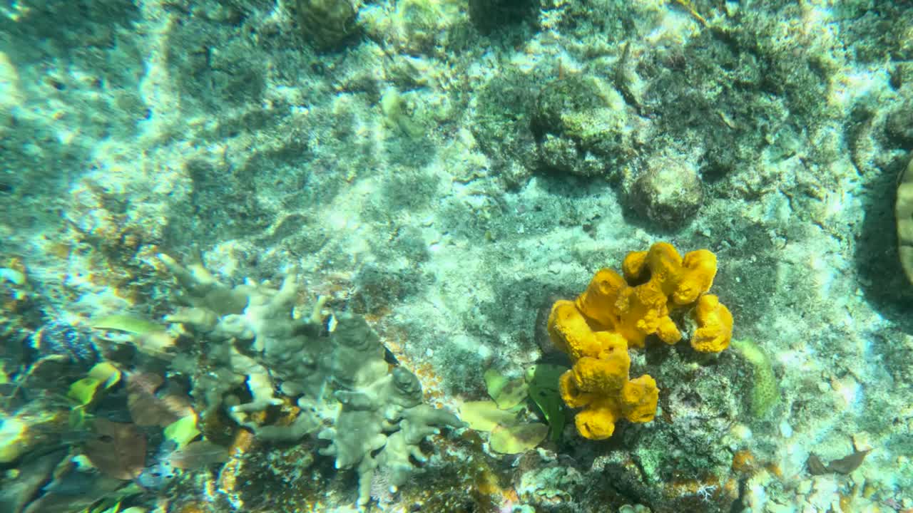 Ampia inquadratura subacquea di corallo arancione brillante su un fondale marino illuminato dal sole a Palau, Micronesia.