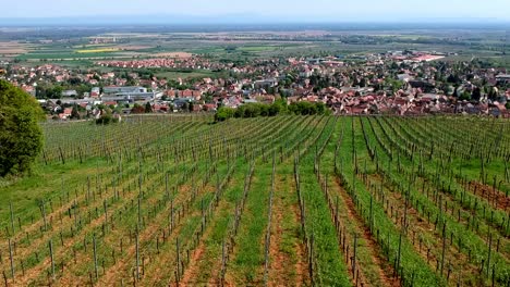Aerial-tilt-shot-over-vineyards-on-hills,-beautiful-traditionnal-village-in-background-in-east-of-France